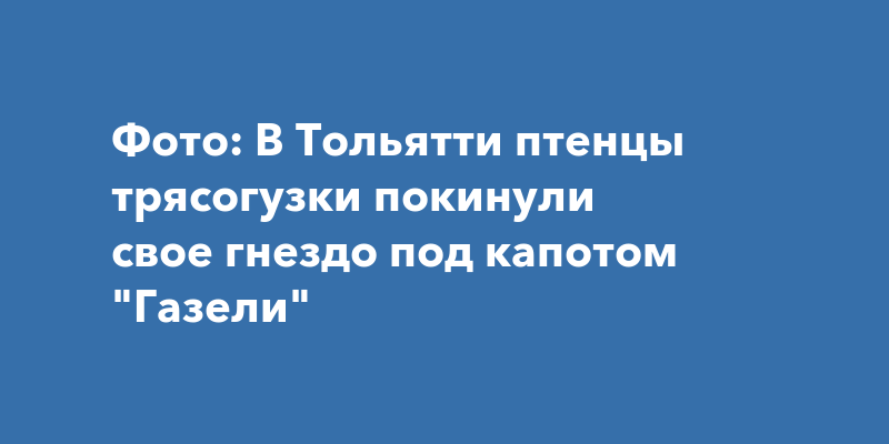 Фото: В Тольятти птенцы трясогузки покинули свое гнездо под капотом ...